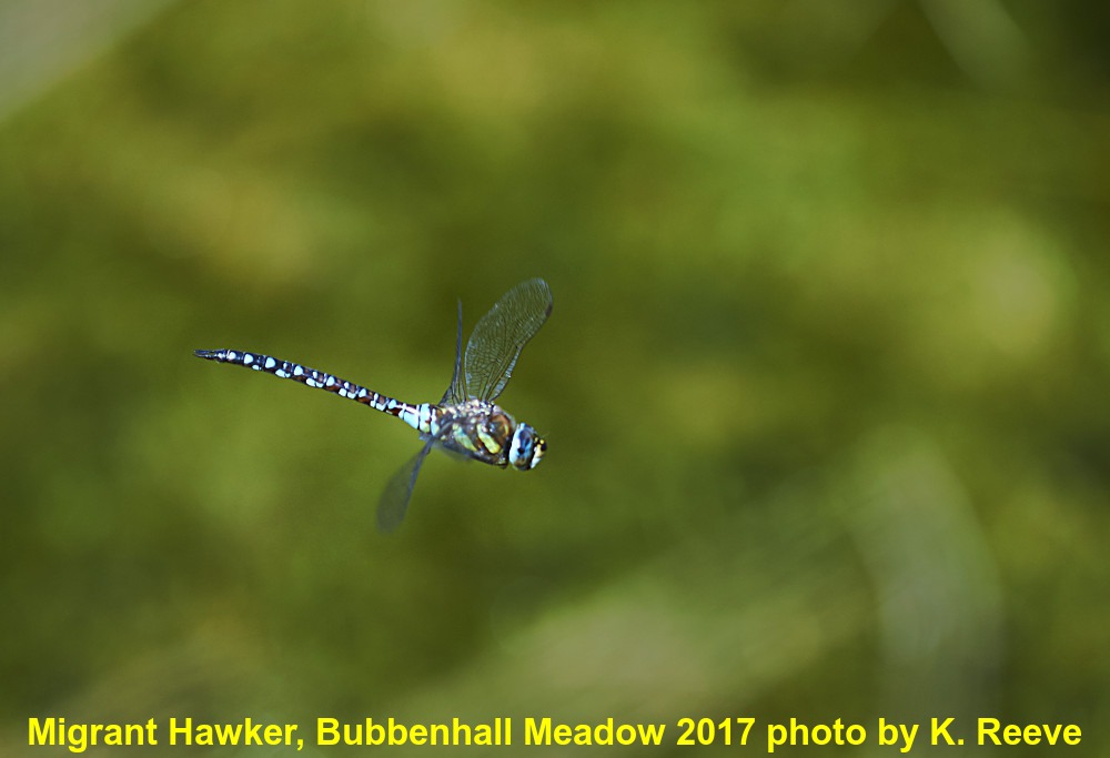 Red veined Darter with ectoparacites